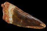 Spinosaurus Tooth - Real Dinosaur Tooth #117886-1